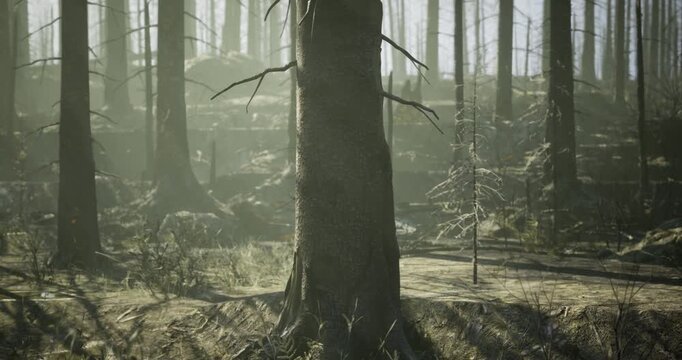 Burned trees stand tall in a recovering forest, showcasing new growth and resilience. Soft light filters through the charred landscape, hinting at natures ability to rebound.