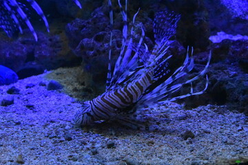 Lionfish are venomous marine fish identified by their striking red or white stripes and fan like fins. Though beautiful, they are invasive in the Atlantic and Pacific, 