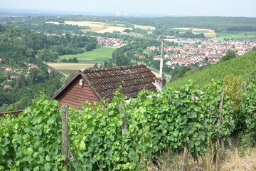 Naklejka premium Weinberg bei Alzenau-Michelbach