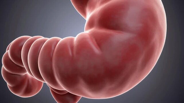 Detailed 3D animation of the human stomach and duodenum showcasing the vital organs of the digestive system for medical and educational content