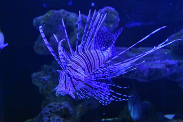 Lionfish are venomous marine fish identified by their striking red or white stripes and fan like fins. Though beautiful, they are invasive in the Atlantic and Pacific, 