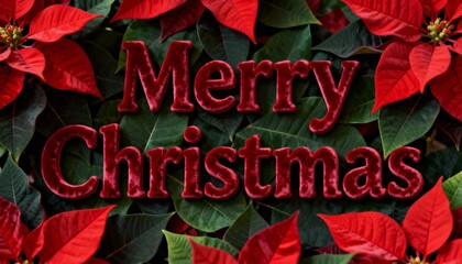 Displaying red velvet Merry Christmas lettering over poinsettia bracts, holiday decor with cyathia