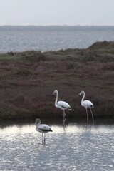 Three flamingos - two adults and a younger bird - are seen in profile as they stand in water. Some scrub-covered land separates them from the sea.