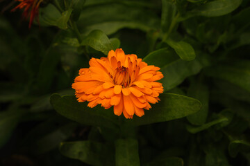 Bright orange flower blooms among green leaves in a garden setting during daytime hours