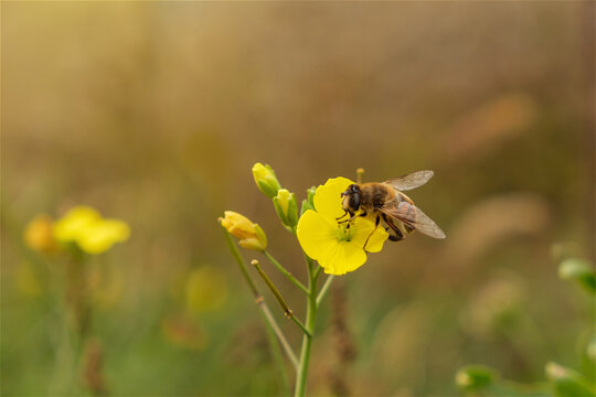 Honey bee collects nectar from yellow flower in a field during daylight hours