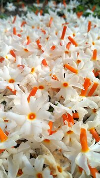 Night Jasmine Morning Flowers Cinematic video. Fallen night Jasmine flowers on the Ground with Soft Natural Light.