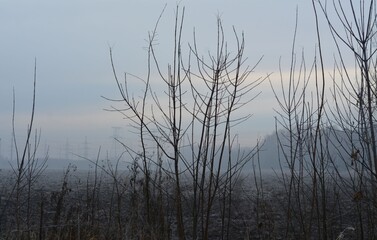 Trees without leaves and snow in winter, high-voltage power lines in the fog in the distance