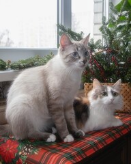 Christmas still life with  decorations and funny cats