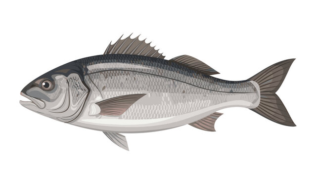 A detailed illustration of a bluefish isolated on white background with fins and scales