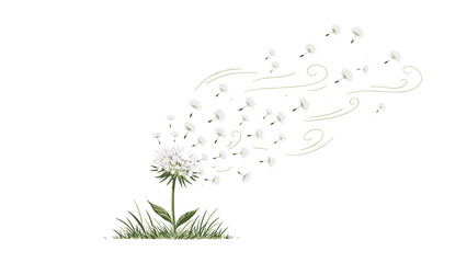A dandelion flower dispersing seeds in the wind isolated on white background with green grass and leaves