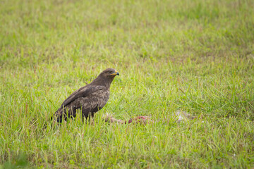 Fototapeta premium Lesser spotted eagle
