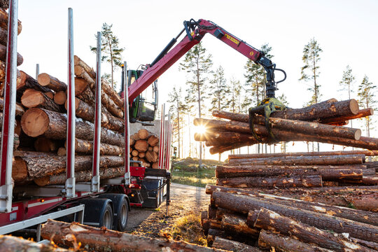 Feller buncher picking up logs and loading in truck