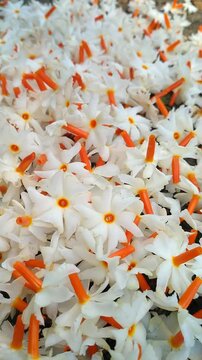 Night Jasmine Morning Flowers Cinematic video. Fallen night Jasmine flowers on the Ground with Soft Natural Light.