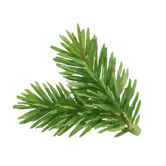 Fresh green pine tree branch nature element isolated on transparent background closeup