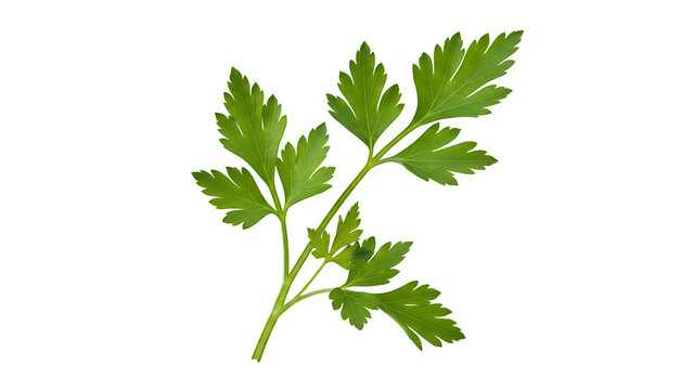 ia generated. bunch of parsley isolated on white