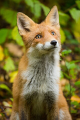 Obraz premium Red fox