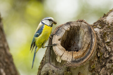 Eurasian blue tit © Sten Siniallik