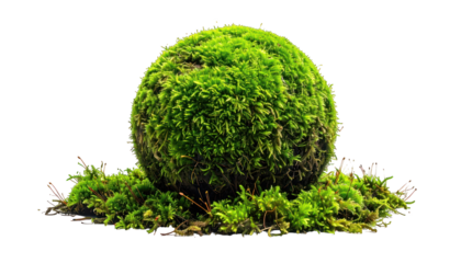 A vibrant, spherical moss formation, richly textured, set against a stark black backdrop