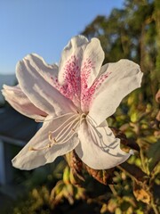 White flower pink patterns golden hour shoot 