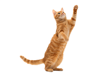 Adorable red tabby cat, a cute ginger feline kitten, is playing, isolated on white background
