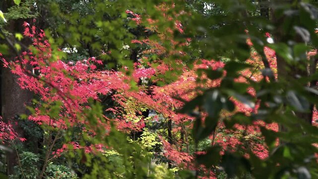 Sunlight illuminates red and orange maple leaves through green foliage