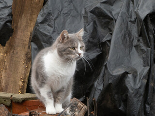 Focused Gray and White Cat Looking Right Outdoors