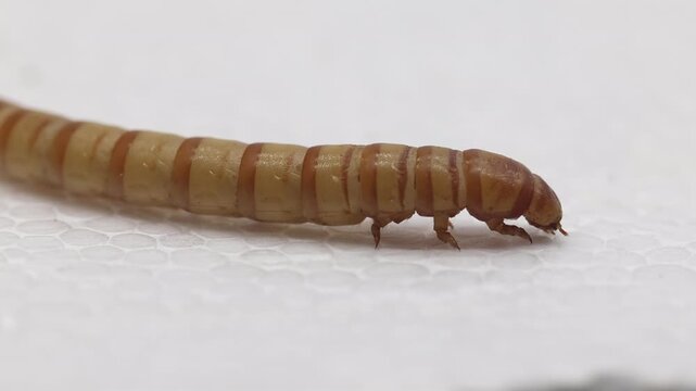 Closeup of a Giant mealworm, also known as a Morio, crawling on polystyrene