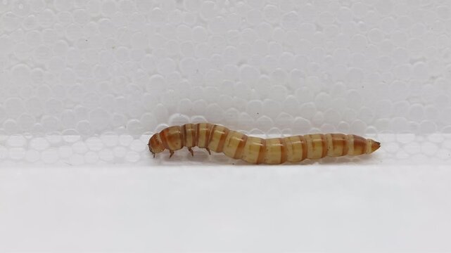 A Giant Mealworm, Zophobas morio