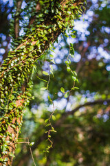 creeping tropical or pyrrosia piloselloides 