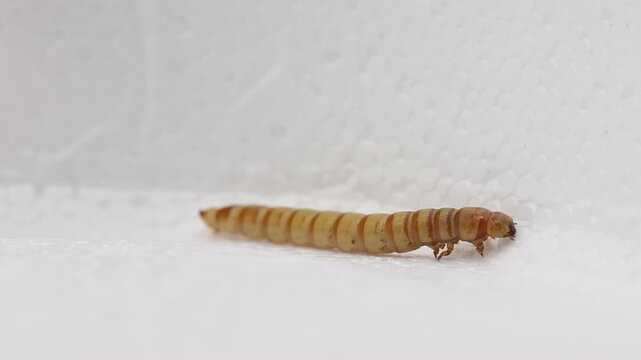 A Giant Mealworm, Zophobas morio, crawling on polystyrene.