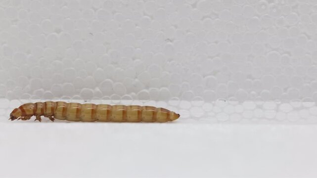 A Zophobas morio or Giant Mealworm walking on polystyrene