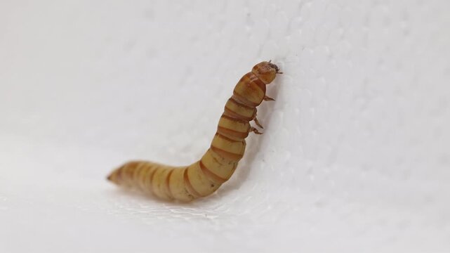 A Giant Mealworm on a polystyrene box