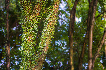 creeping tropical or pyrrosia piloselloides 