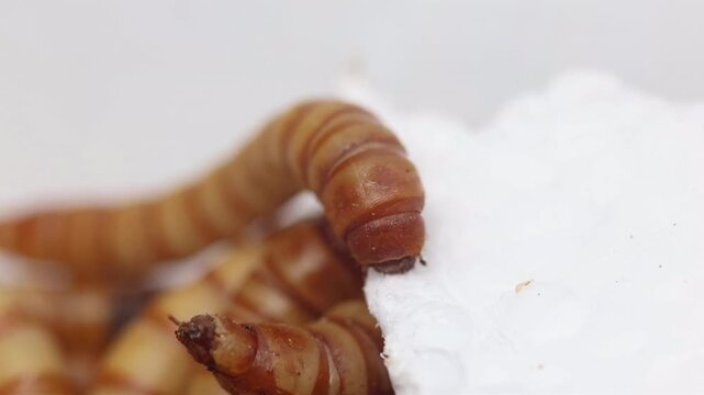 Closeup of a Giant Mealworm, Zophobas morio, eating polystyrene.