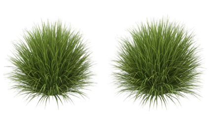 Two lush green hedges isolated on black background with dramatic lighting