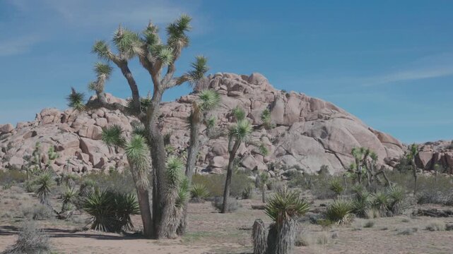 a zoom in clip of a grove of joshua trees on an autumn morning at joshua tree national park in california, usa