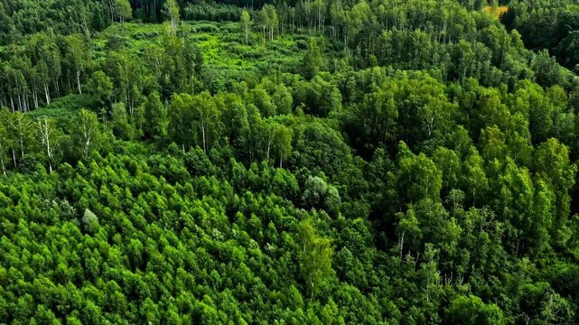 Dense Latvian forest from above showing diverse tree canopy