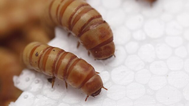 Morios or Giant Mealworms, eating polystyrene