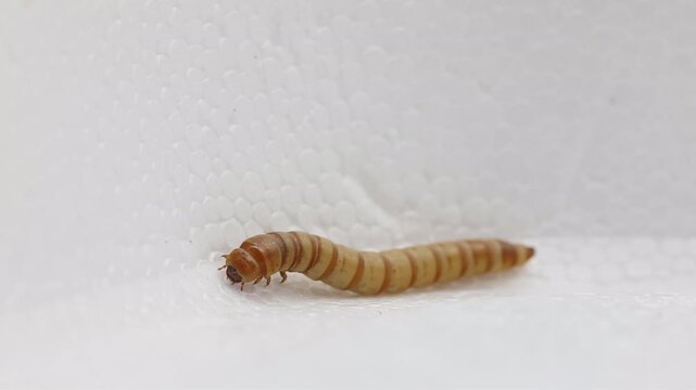 A Zophobas morio or Giant Mealworm standing on a piece polystyrene.