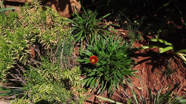 A beautiful red flower in the center stands out among many different types of vegetation. A bit of soil is visible under the patches of sunlight.