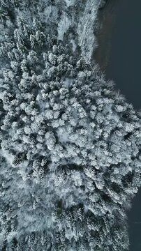 Aerial fly-over Snow-Covered Nordic Forest where conifers trees covered in heavy white snow blanket