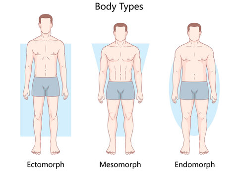 male body types ectomorph, mesomorph, and endomorph showing differences in physique and structure diagram hand drawn schematic vector. Science educational illustration