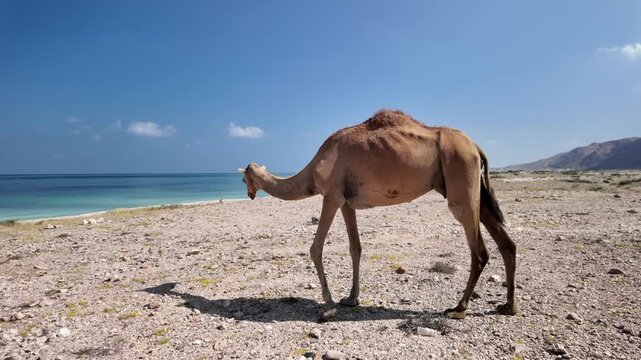Dromedary camel on a rocky beach by the turquoise Arabian Sea, with barren mountains and a clear blue sky in the background along the Mirbat coastal route in Dhofar, Oman