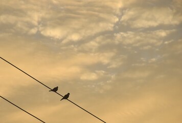 dove bird hanging arranging on electric wire in sunset orange cloud sky background  