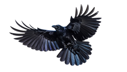 Dark bird in full flight with outstretched wings against a solid black backdrop