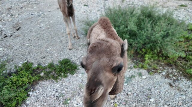 Young dromedary camel intently observing the viewer on a gravel road, with another camel in the background, surrounded by desert vegetation on the Mirbat coastal route in Dhofar, Oman