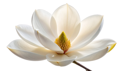 A close-up of a magnolia flower, showing delicate petals and a yellow core