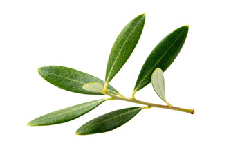 Obraz premium Close-up of fresh olive leaves with vibrant green color