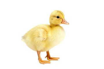 Cute little yellow duckling standing on white background