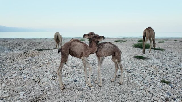 Juvenile camels play on the rocky Mirbat coast while adult camels graze by the calm Arabian Sea waters under clear skies, capturing coastal Dhofar wildlife and travel charm in Oman